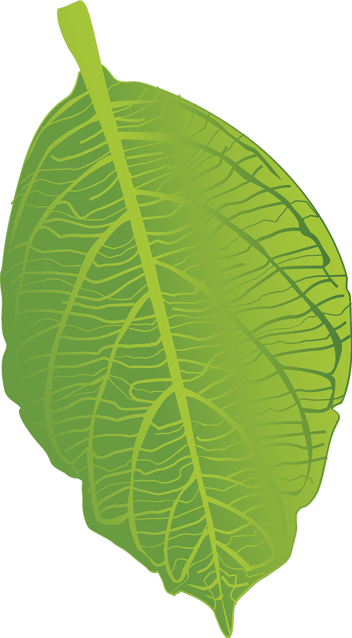Green leaf