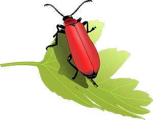 Red Cardinal Beetle on a Leaf