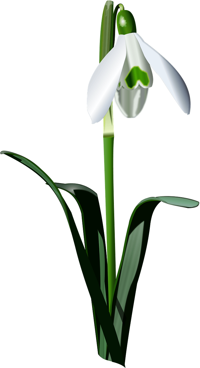 White Snowdrop Flower on its Stem