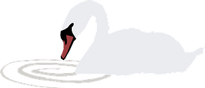 Swan with Ripple in the Water
