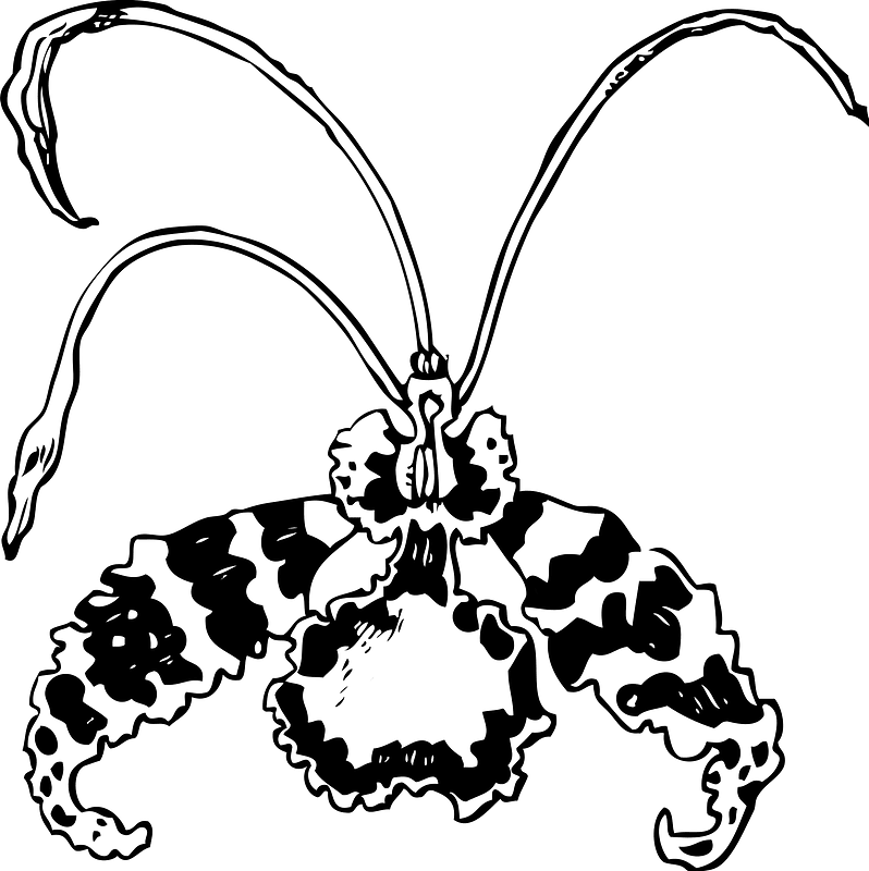 蘭科