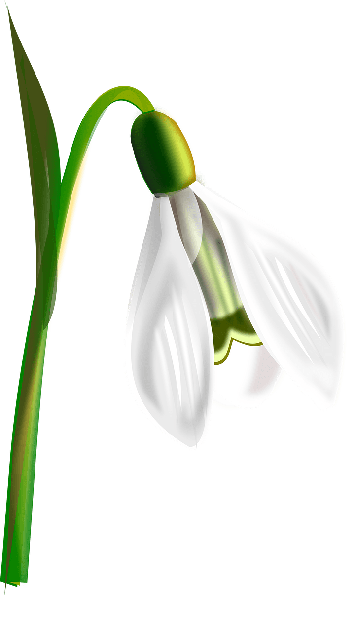 Snowdrop