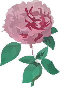 Rosa