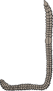 Worm