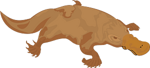 Platypus