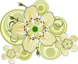 White Flowers of Blackthorn