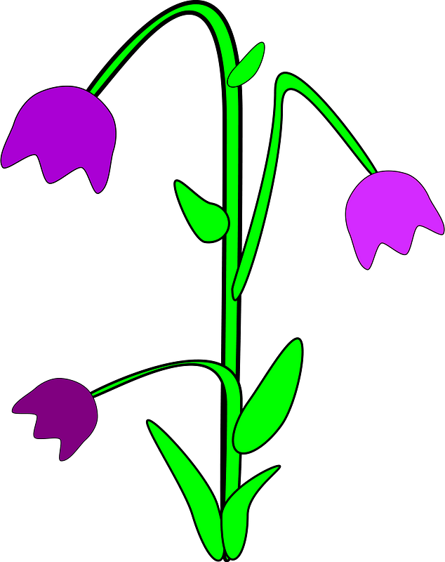 Bluebell