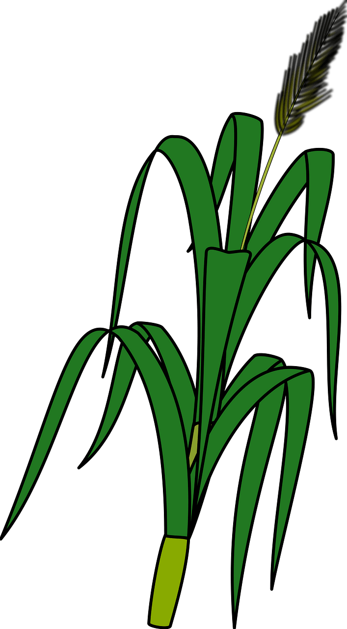 Maize