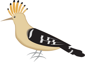 Hoopoe Bird
