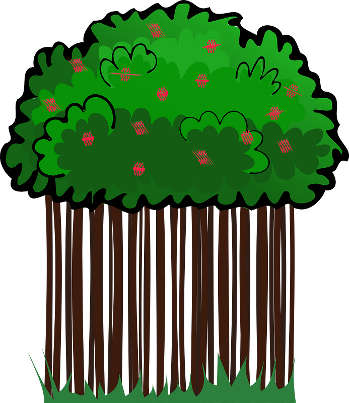 Raspberries