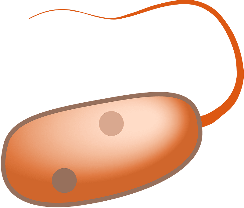 Prokaryot