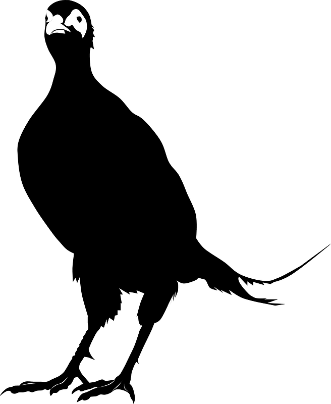 野鸡