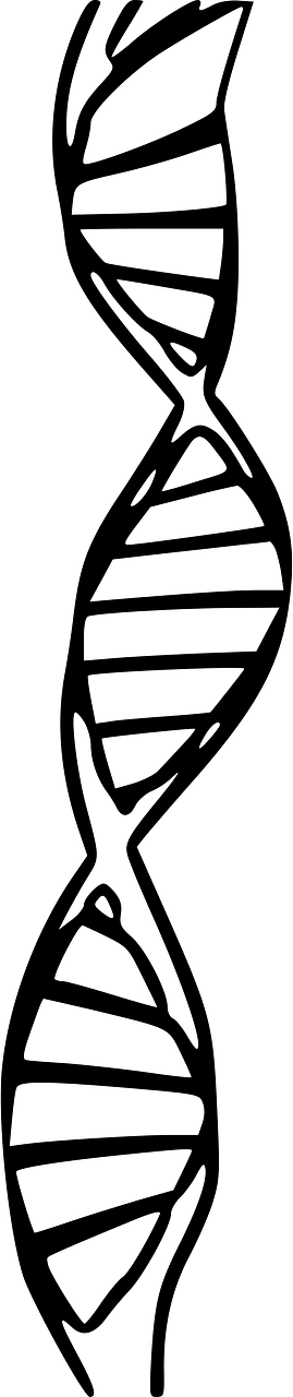 Acid deoksyrybonukleinowy