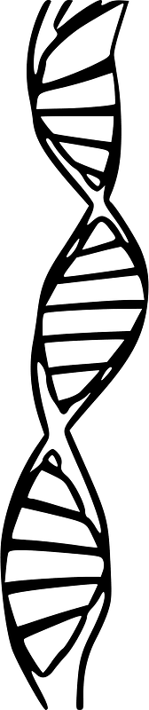 Acid deoksyrybonukleinowy