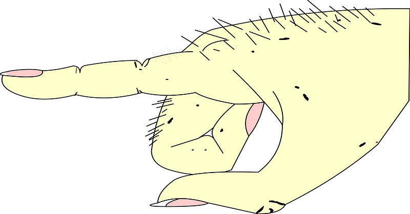 Hand