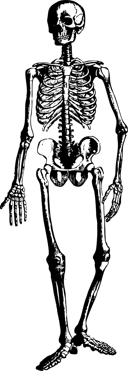 骨架