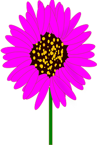 Purple cone flower