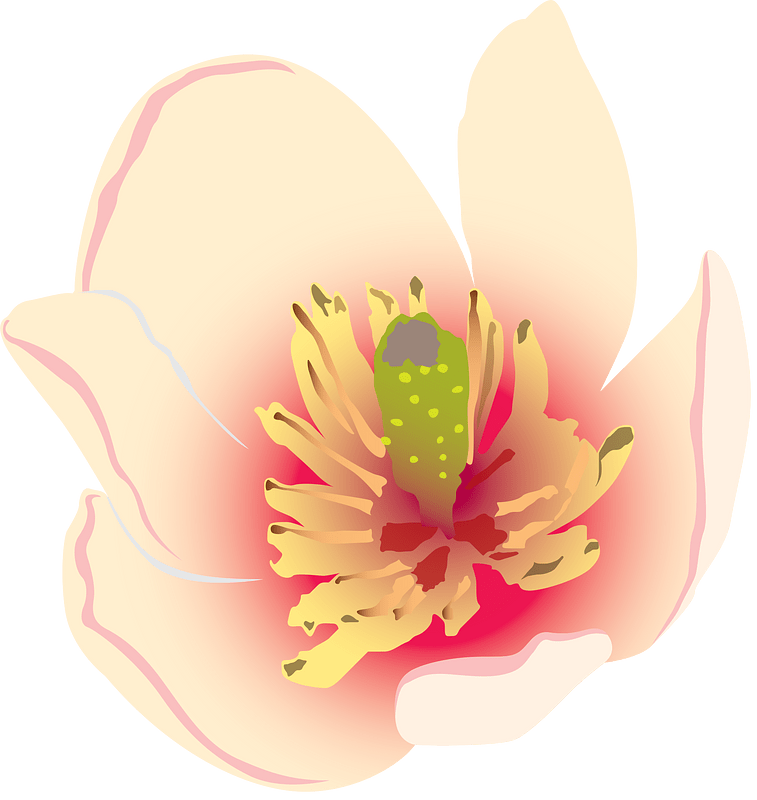 Michelia figo