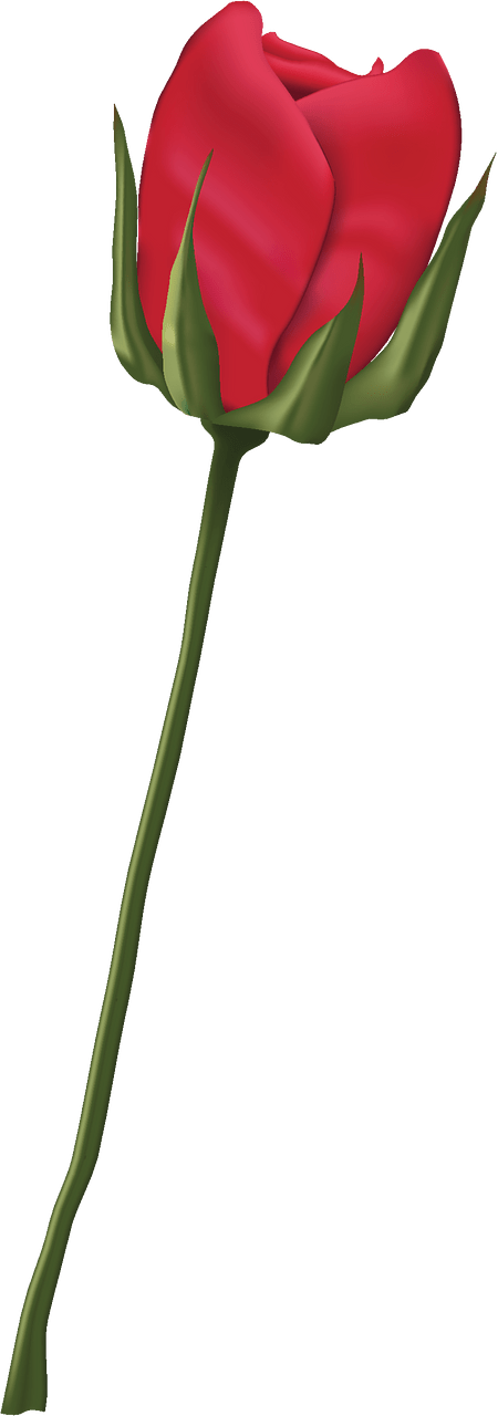 玫瑰