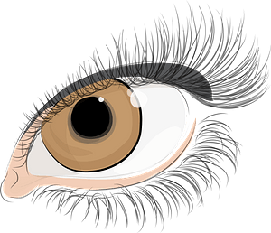 Light Brown Eye of Women