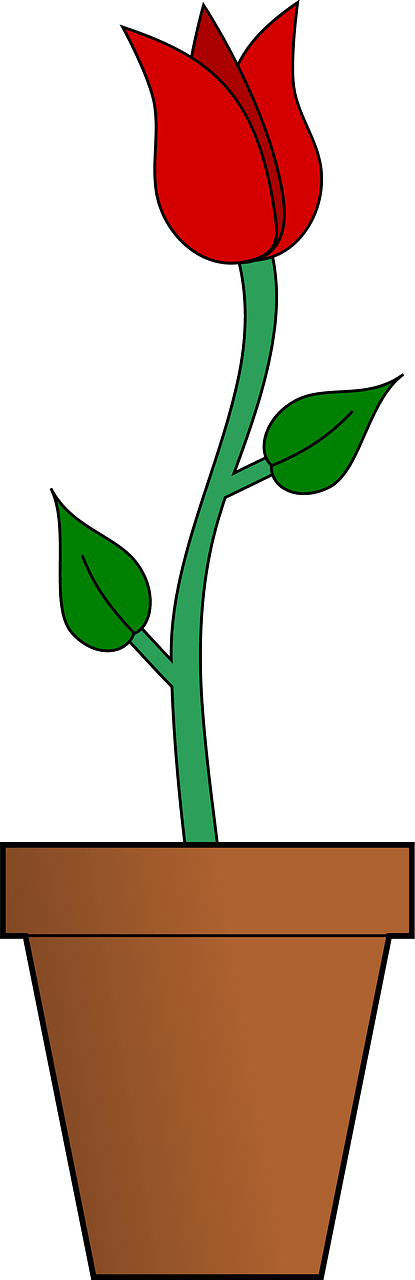 Tulip in a pot