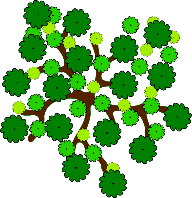 Tree branches with round green leaves