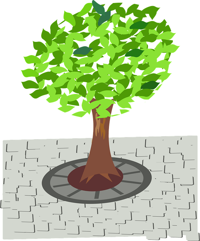 Green tree in the sidewalk
