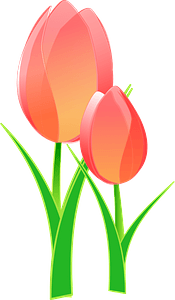 Pink Tulips