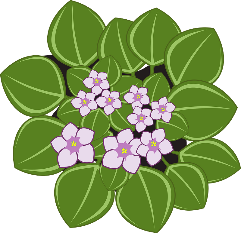 Purple Violeta Africana Flowers