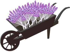 Wheel barrow planter filled with lavender