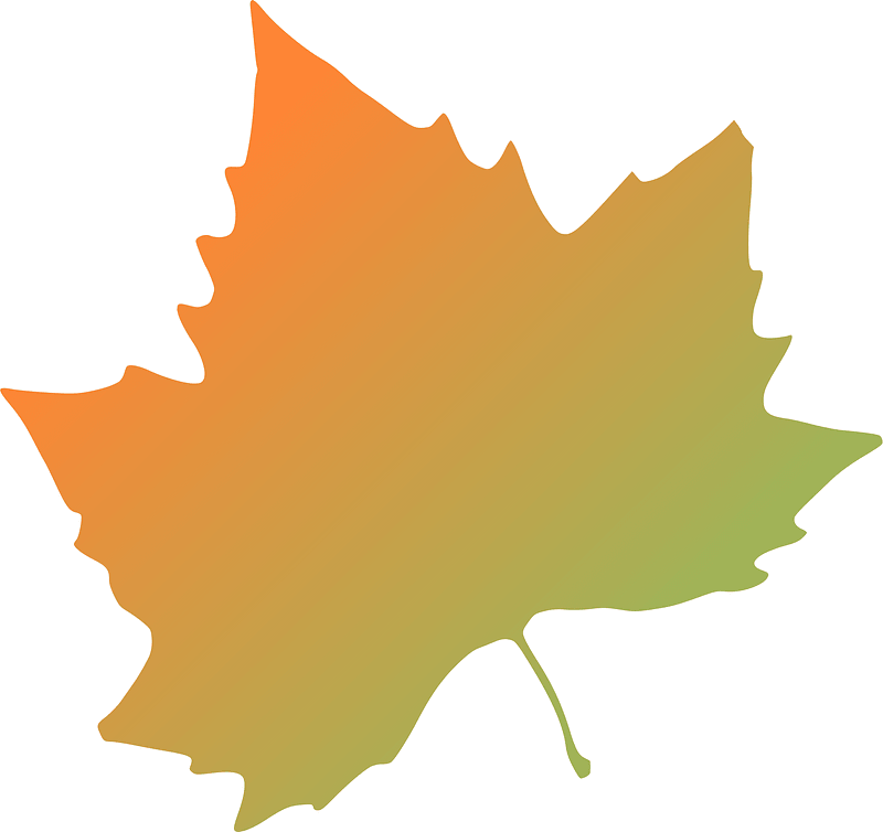 Plane Tree Autumn Leaf