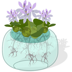 Purple water hyacinth flowers in a glass