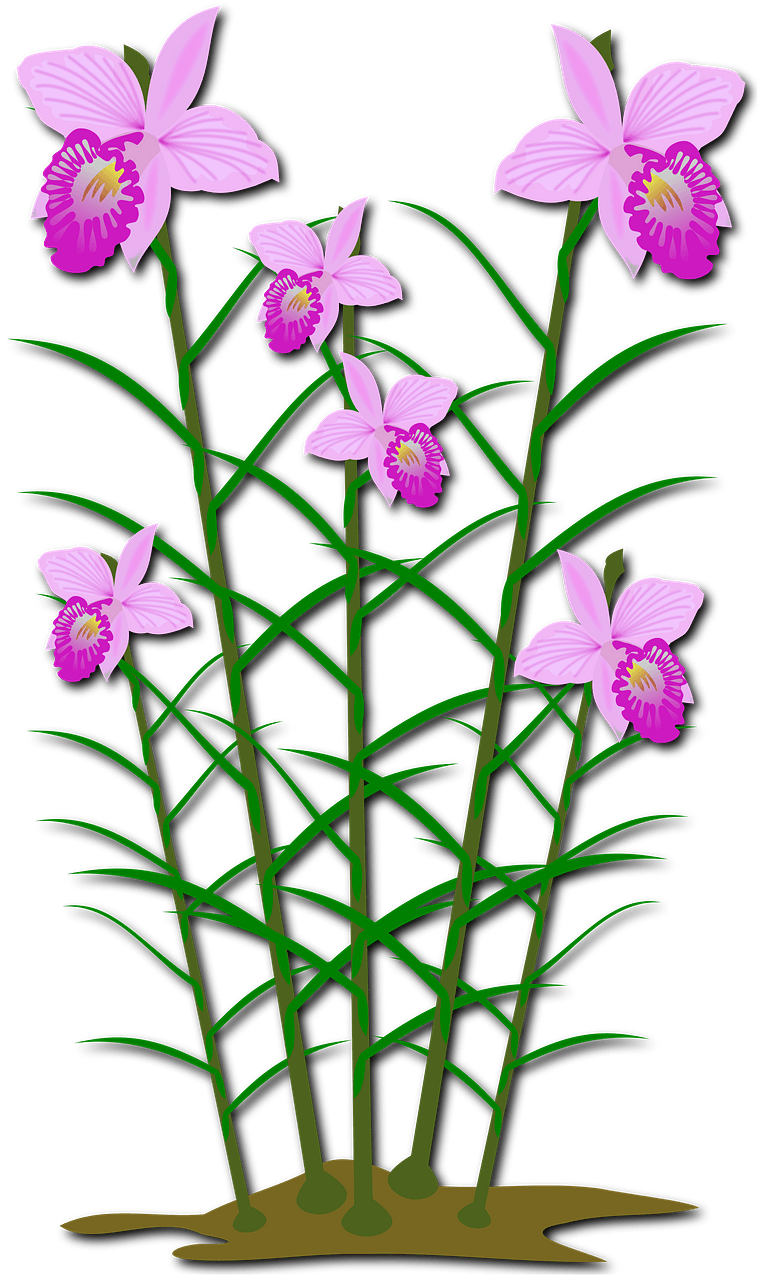 Pink arundina flowers with long stems