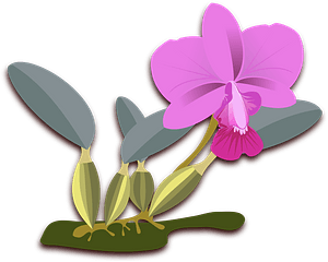 Pink flowering plant