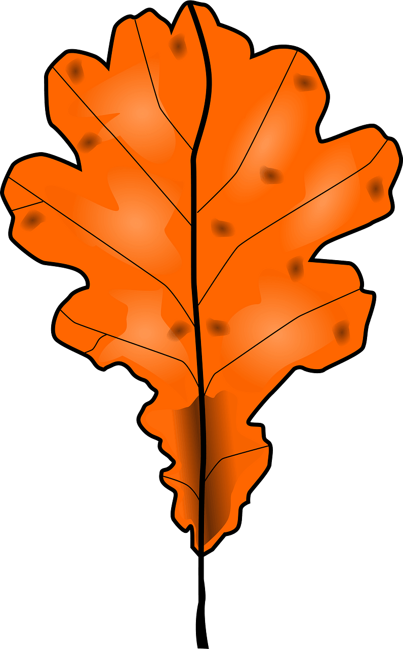 Autumn oak leaves