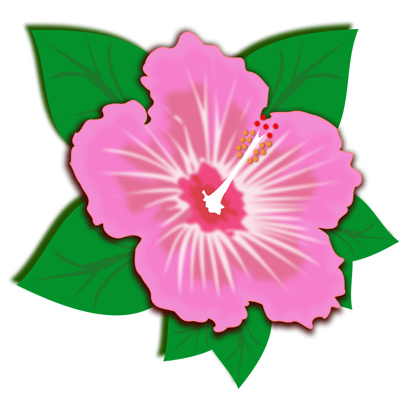 Pink hibiscus flower