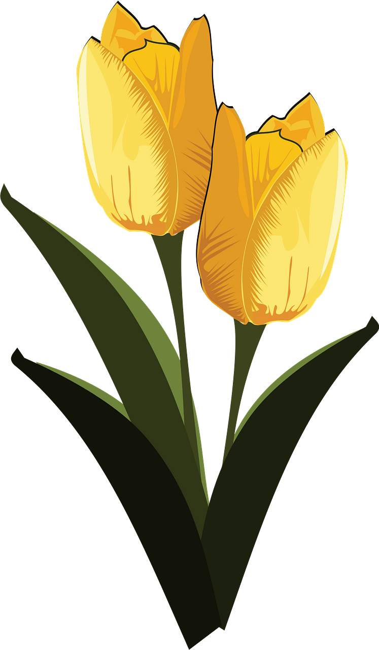 Yellow tulips with stems