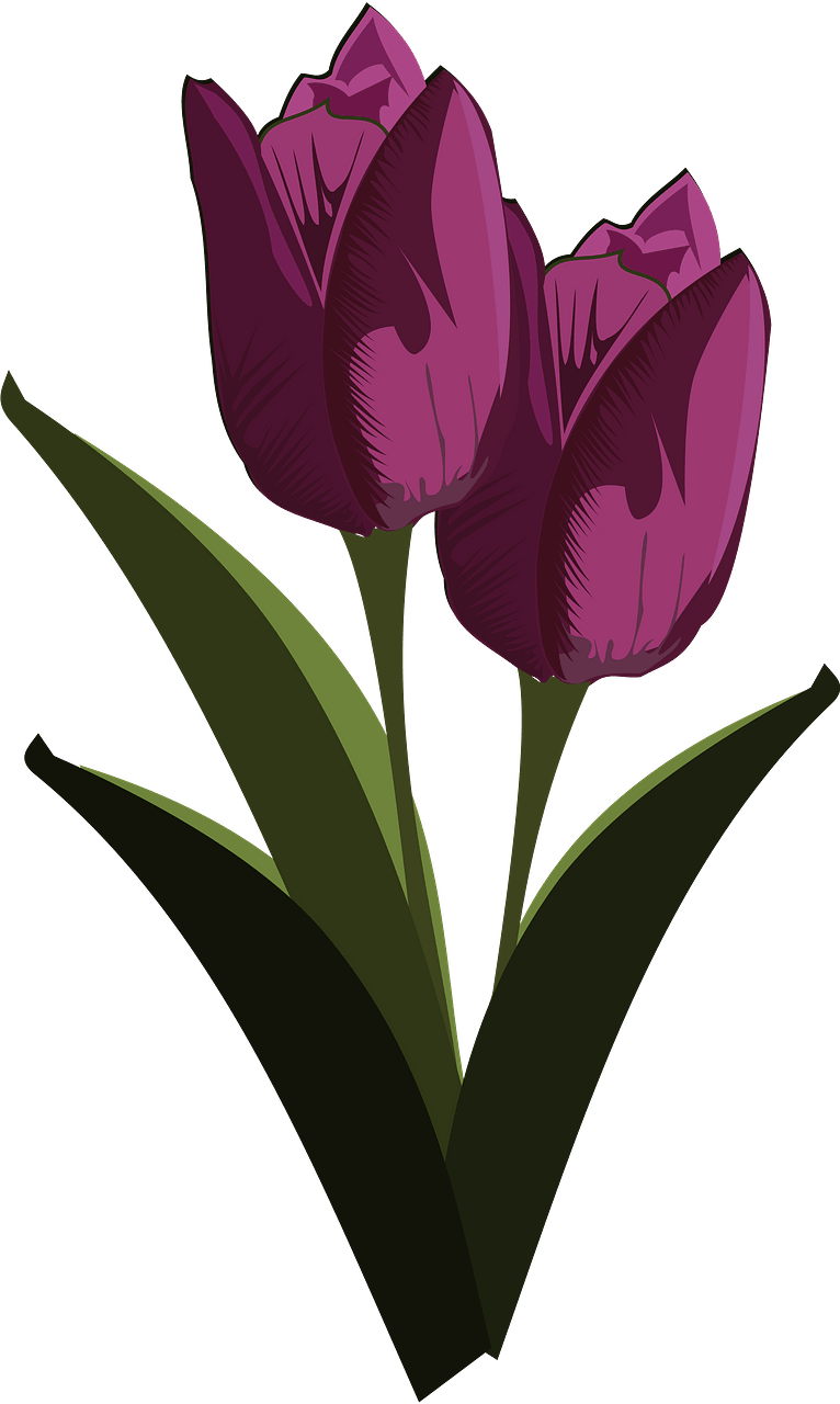 Purple tulips with stems