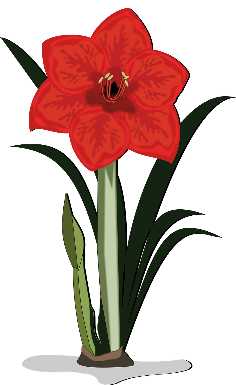 Red lily flower with stem