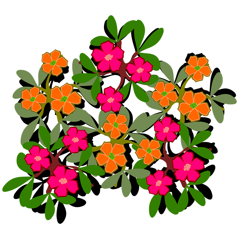 Orange and pink eleven-hour flowers with leaves