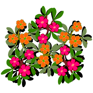 Orange and pink eleven-hour flowers with leaves