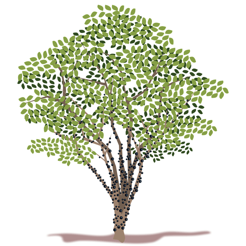 Jabuticaba tree