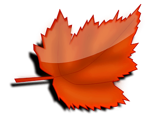 Autumn maple leaf