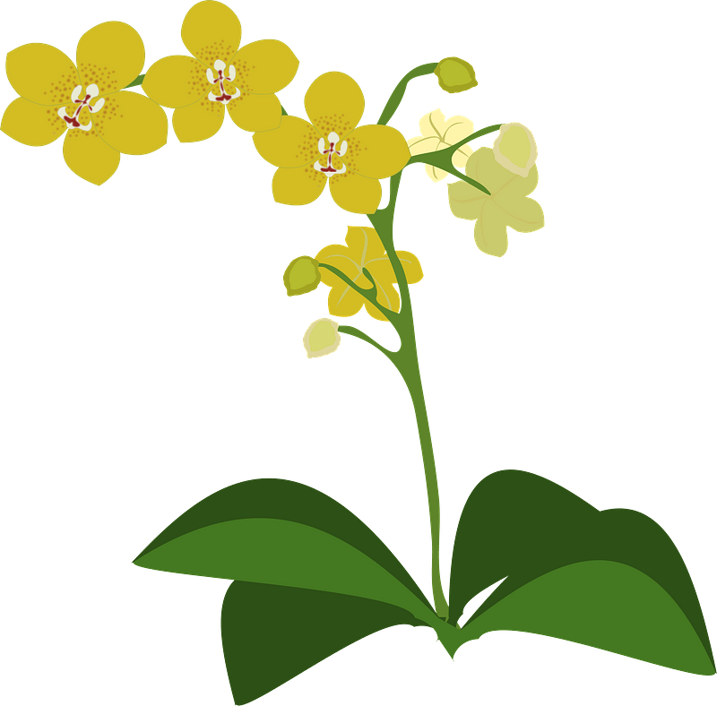 Yellow moth orchid