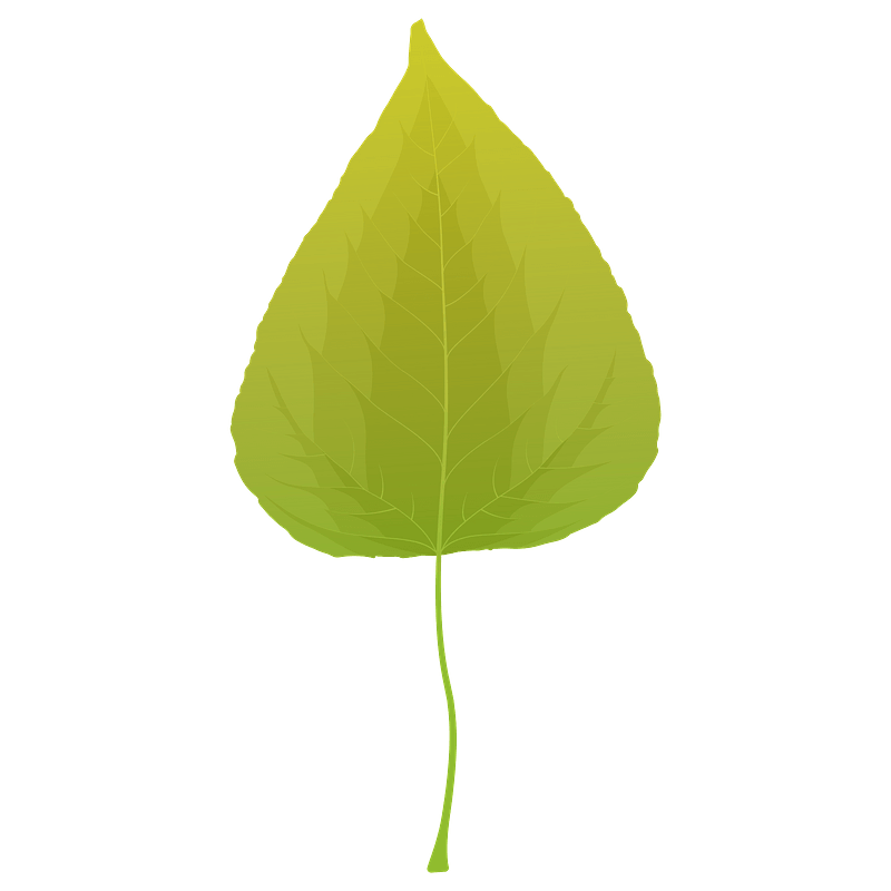 Balsam poplar summer leaf