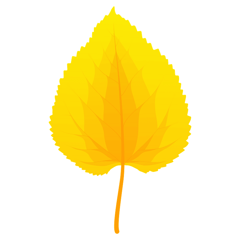 Black mulberry autumn leaf