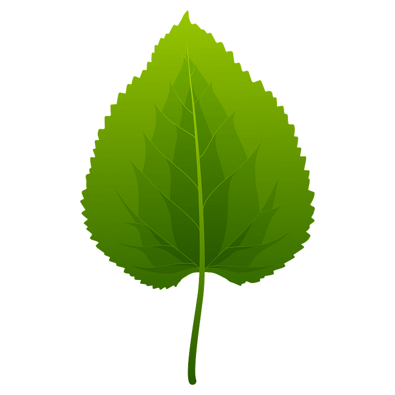 Black mulberry spring leaf