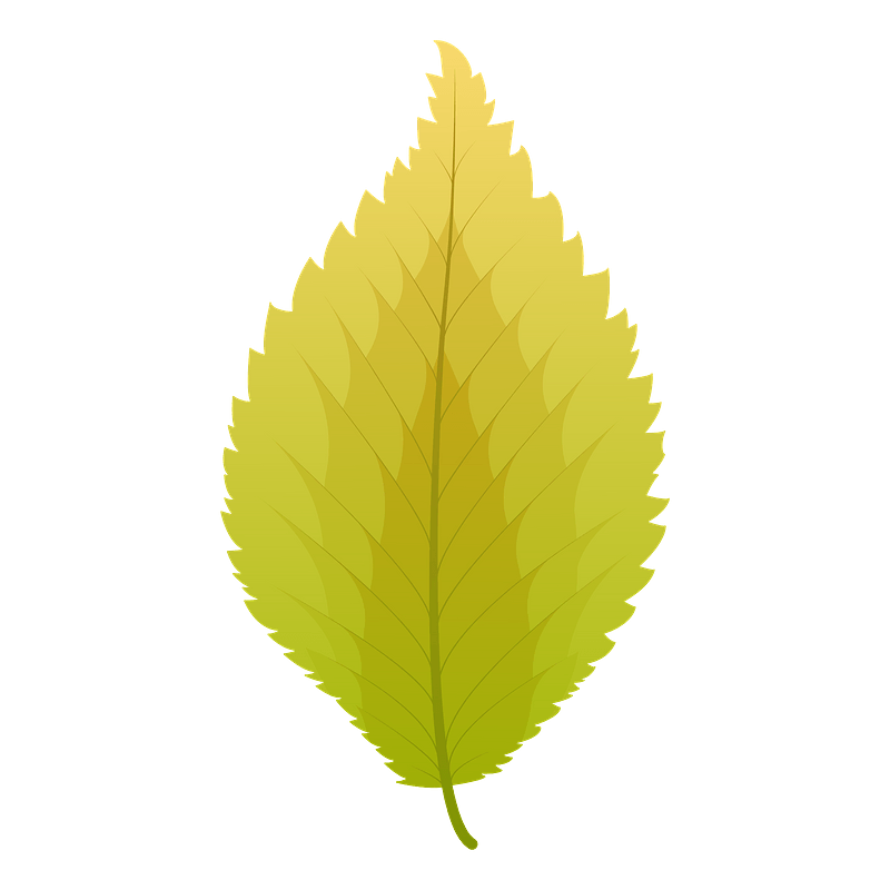 Dutch elm autumn leaf