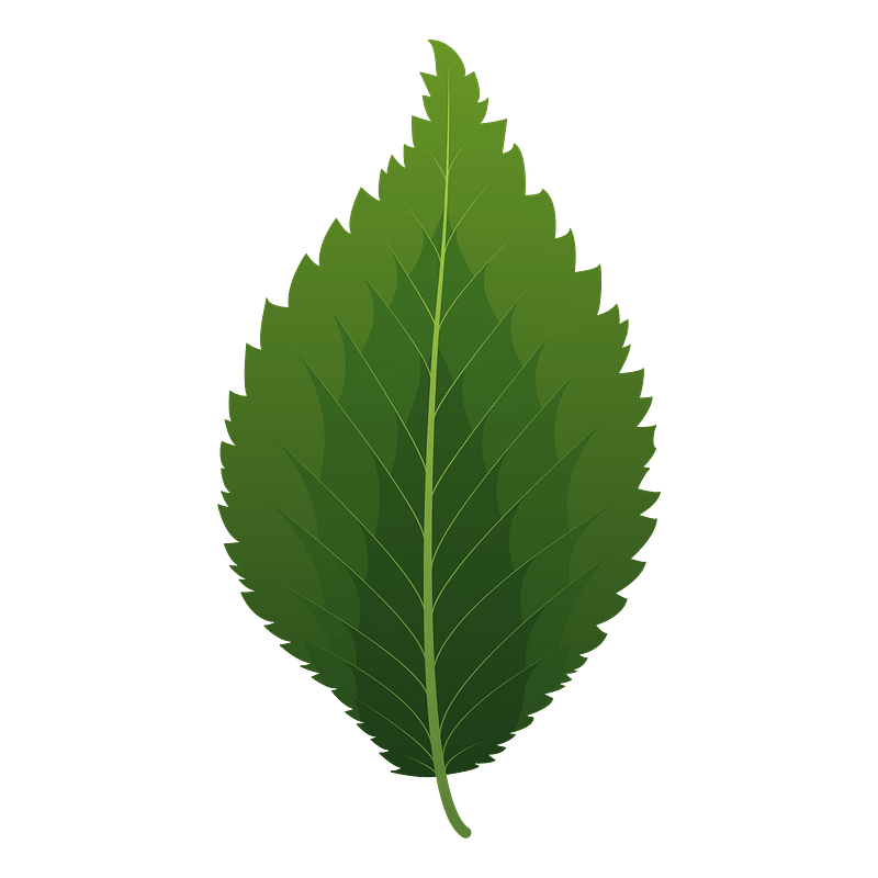 Dutch elm spring leaf