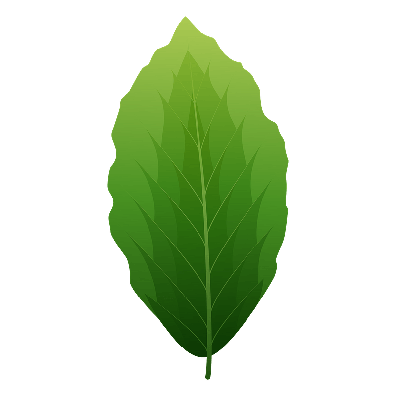 European beech spring leaf